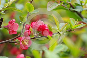 A Â bunch chaenomeles lagenaria flowers